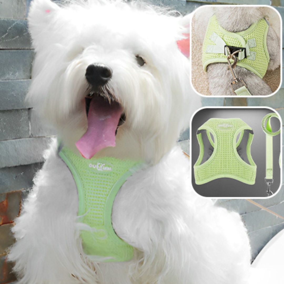 harnais-petit-chien-harnaislucky-blanc-vert-chien