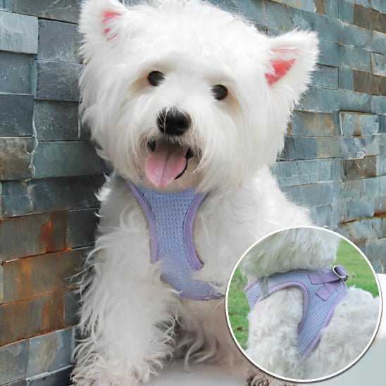 harnais-petit-chien-harnaislucky-bleu-chien
