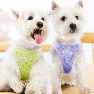 Harnais petit chien HarnaisLucky deux chiens