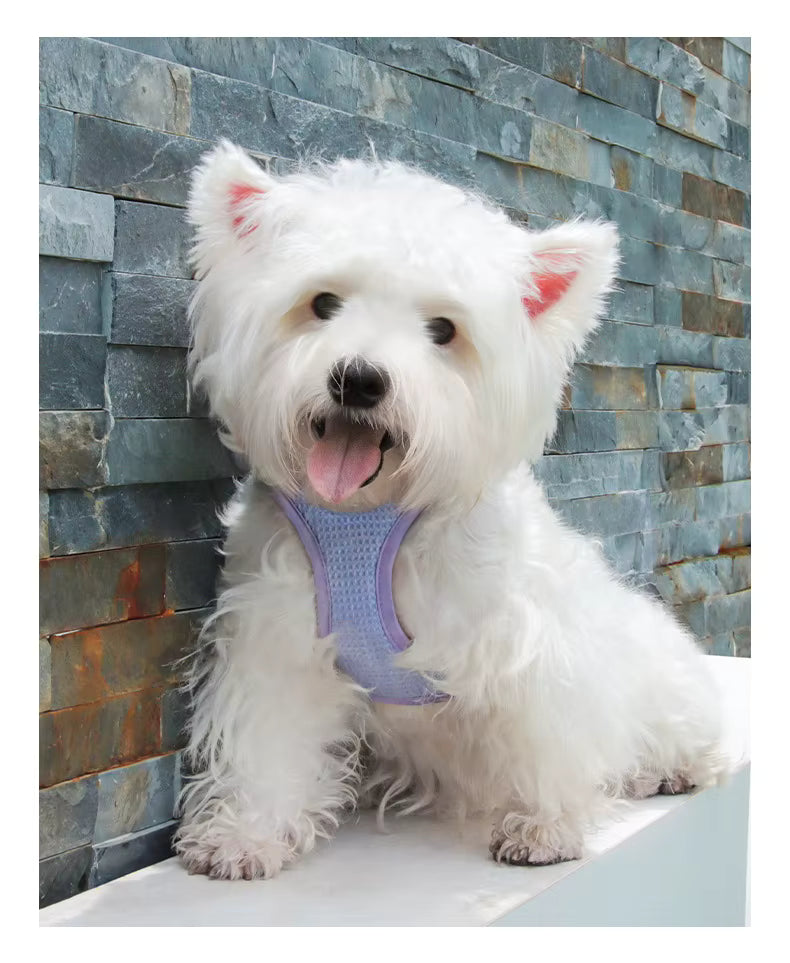 harnais-petit-chien-harnaislucky-pourpre-arrete-chien