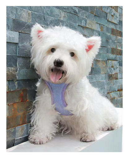 harnais-petit-chien-harnaislucky-pourpre-arrete-chien