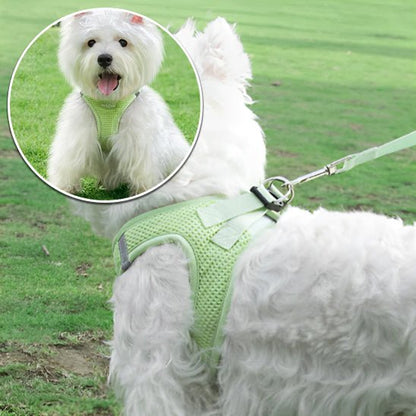 harnais-petit-chien-harnaislucky-vert-blanc-chien