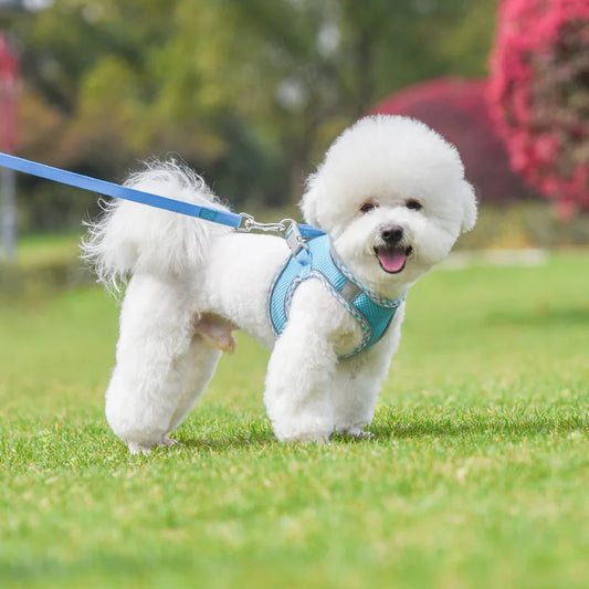 harnais-pour-chien-dogharness-bleu-marche-chien