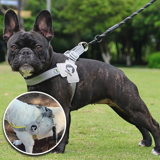 harnais-pour-chien-harnesses-noir-jaune-chien-noir-blanc