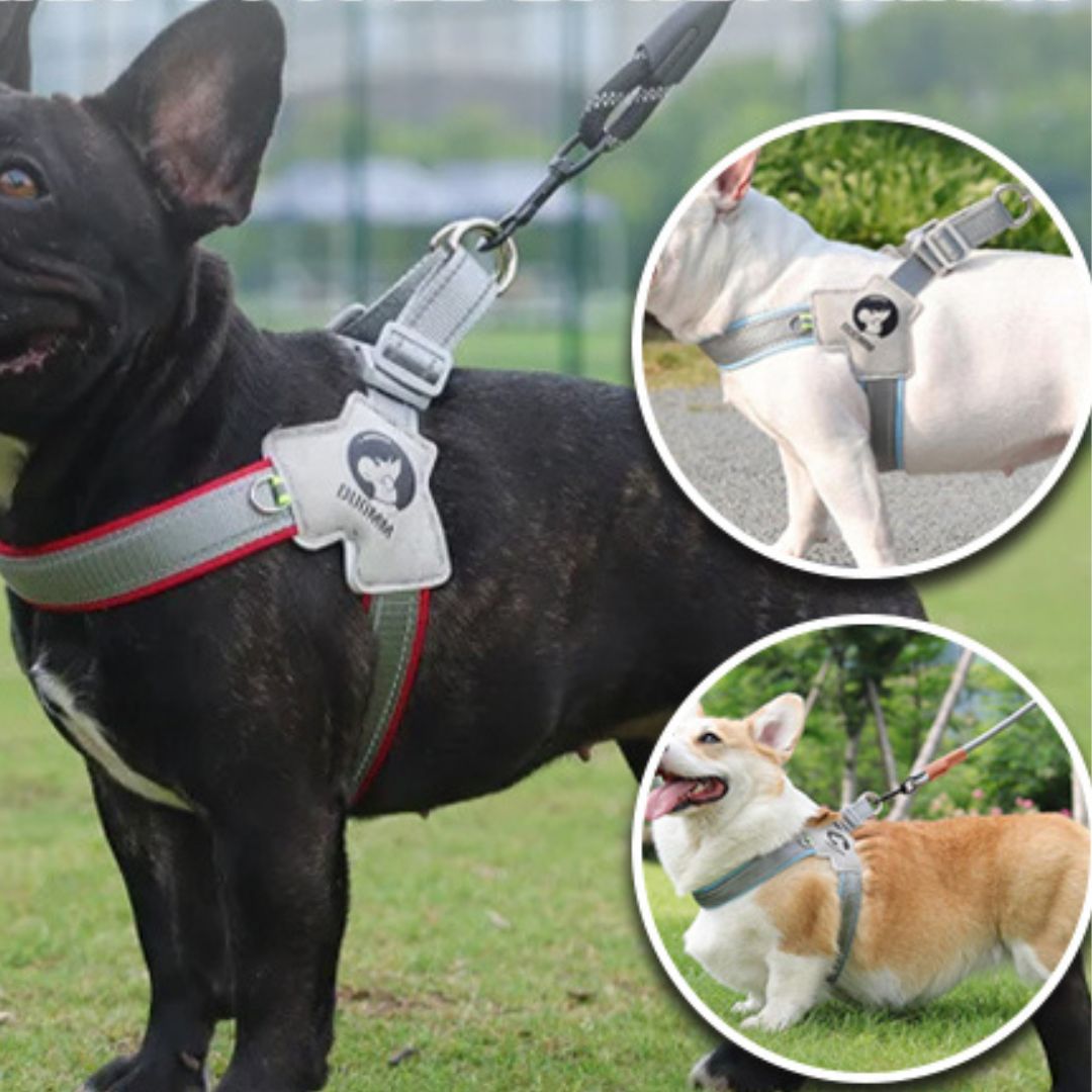 harnais-pour-chien-harnesses-rouge-bleu-noir-chien