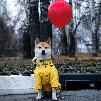 Imperméable pour chien touttempsmd assis jaune, blanc, chien