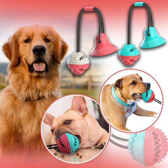 jouet-balle-largebul-chien-regarde-balle