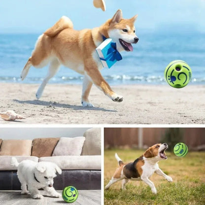 jouet-balle-pour-chien-balltoy-regarde-la-balle