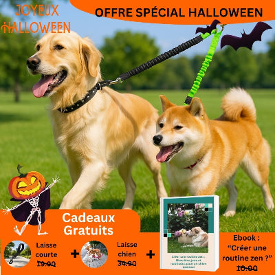 Laisse chien dogle vert, noir