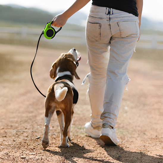 laisse-chien-fox-la-laisse-vert