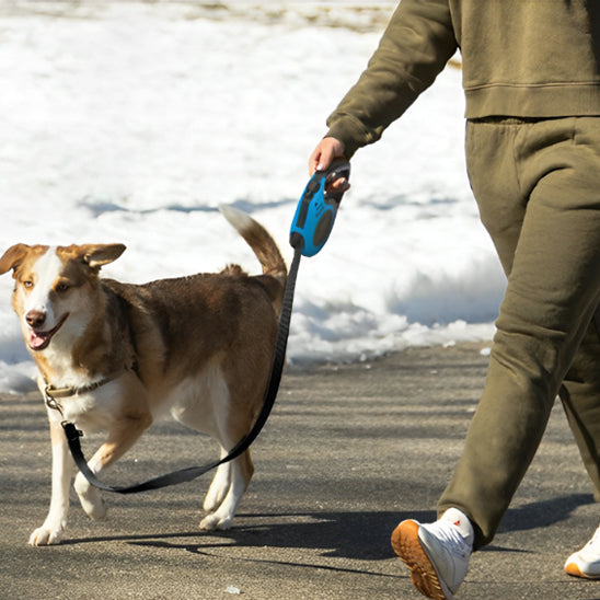 laisse-chien-fox-marche-avec-le-chien-et-porte-la-laisse-bleu