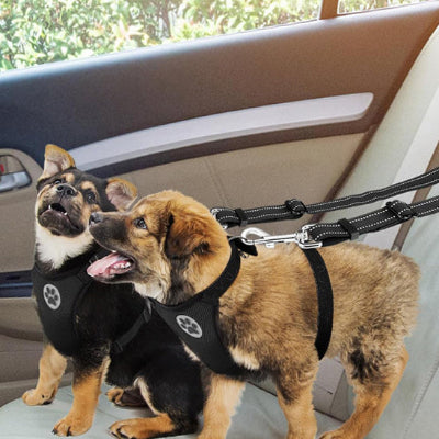 Laisse chien harnes debout deux bruns chiens