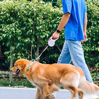 Laisse chien Masha bleu, brun marché chien