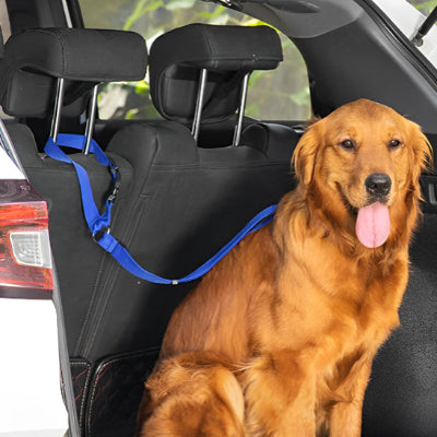 Laisse chien SheDog assis bleu, brun chien