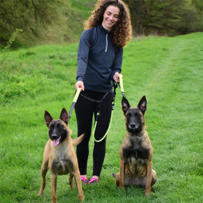 Laisse chien shortlea debout assis vert chien
