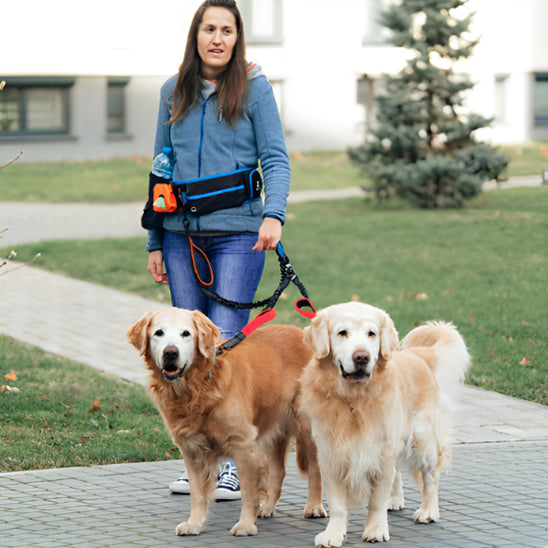 laisse-chien-shortlea-debout-rouge-chien