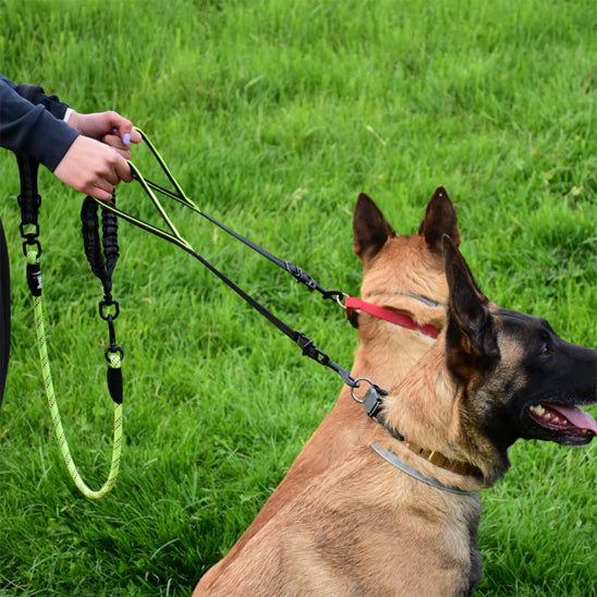 laisse-chien-shortlea-vert-assis-brun-chien