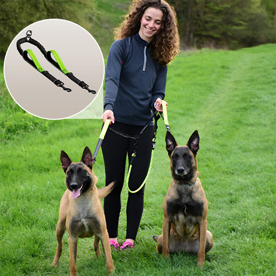 laisse-chien-shortlea-vert-debout-assis-chien