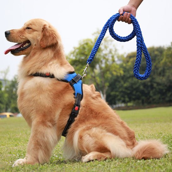 laisse-pour-chien-algenerator-il-est-assis-avec-laisse-bleu