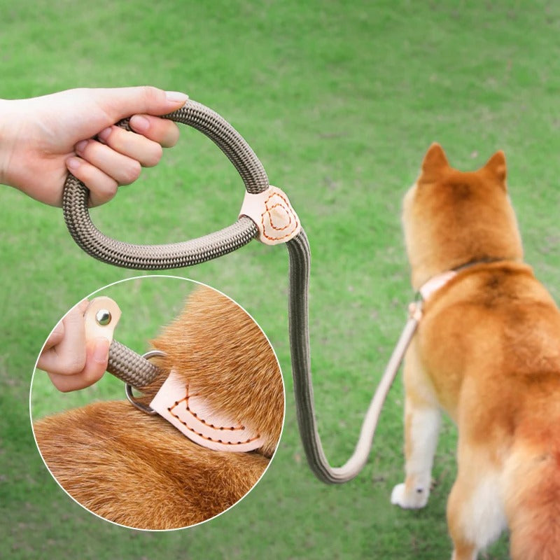 laisse-pour-chien-dogleash-chien-regarde-avec-laisse-cafe