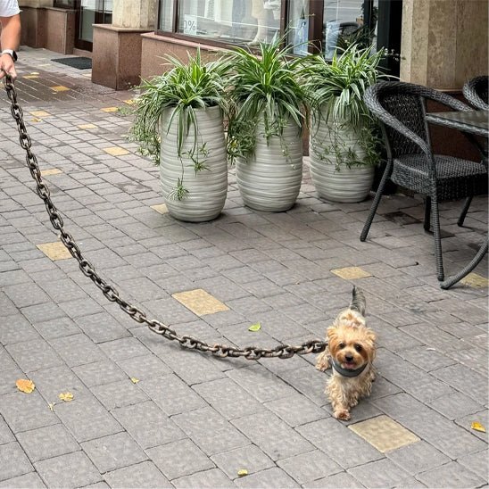 laisse-pour-chien-leashes-marcher-brun-chien