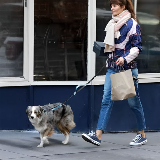 laisse-pour-chien-milo-il-marche-avec-sa-laisse-bleu