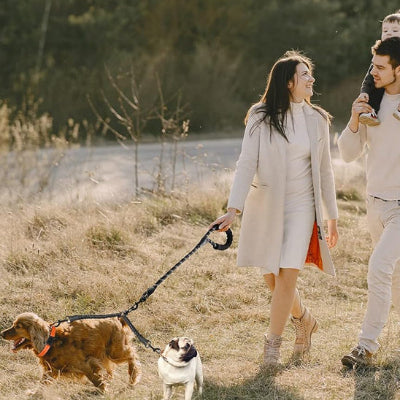 Laisses pour chien ZoeLeash les deux chiens marche