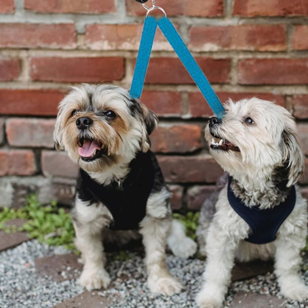 laisses-pour-chien-dimitri-avec-la-laisses-bleu