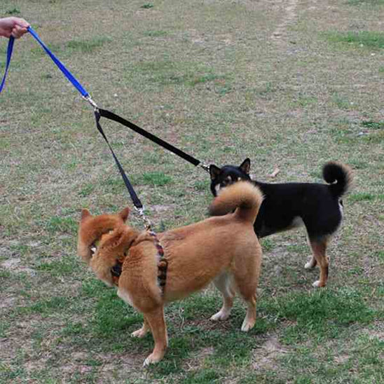 laisses-pour-chien-dimitri-avec-la-laisses-noir-et-bleu