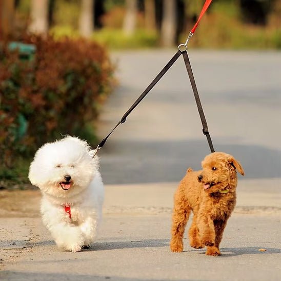laisses-pour-chien-dimitri-blanc-noir-deux-chien