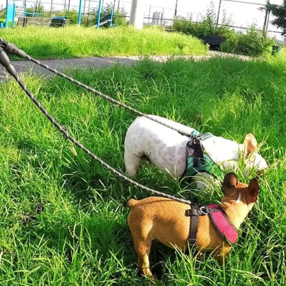 laisses-pour-chien-dimitri-deux-blanc-brun-chien