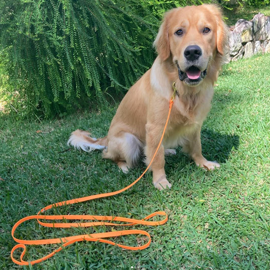 longe-chien-kiwis-assis-avec-sa-laisse-orange