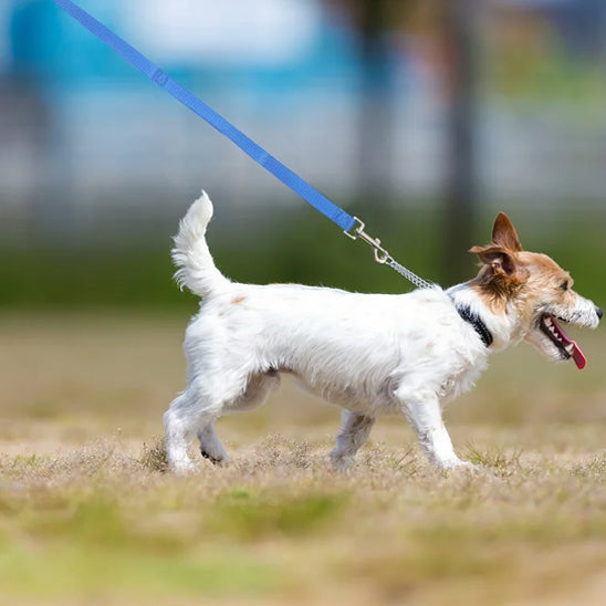 longe-chien-milly-avec-sa-laisse-bleu