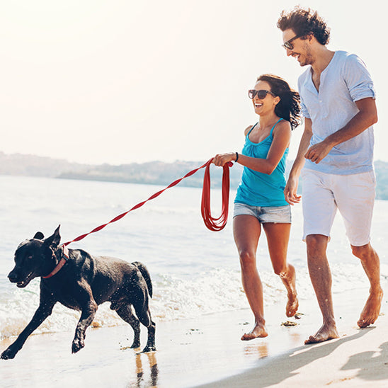 longe-chien-milly-cour-avec-la-laisse-rouge