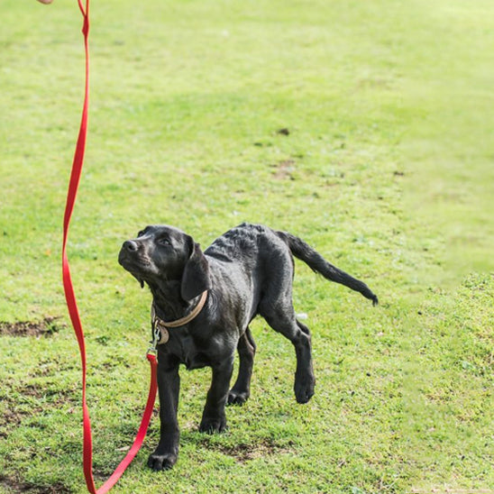 longe-chien-milly-regarde-la-laisse-rouge