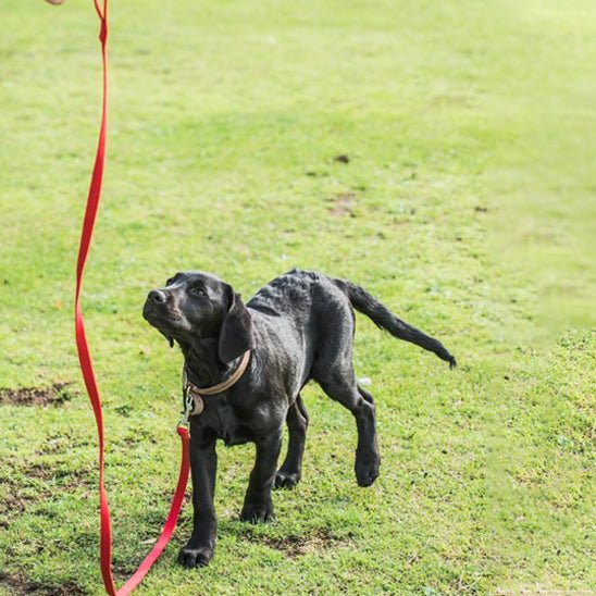 longe-chien-milly-rouge-noir-chien
