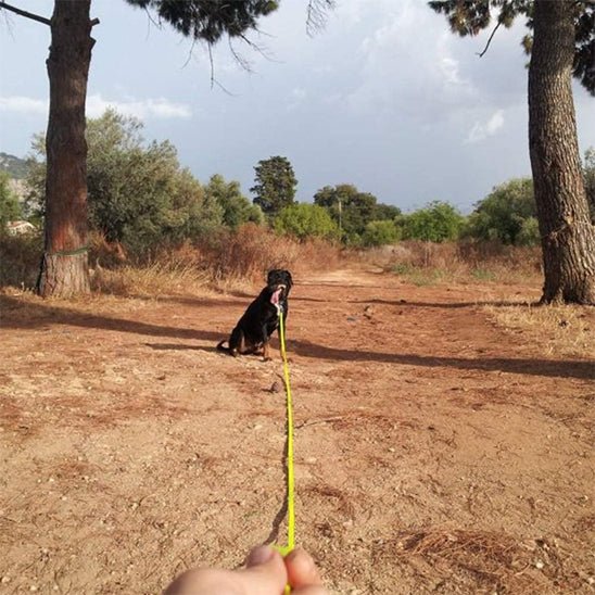 longe-pour-chien-chouette-assis-jaune-chien