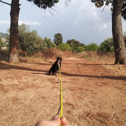 longe-pour-chien-chouette-assis-jaune-chien
