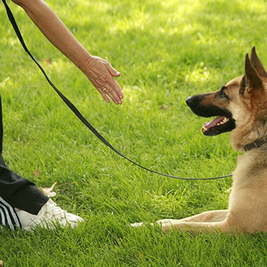 longe-pour-chien-chouette-assis-noir-chien