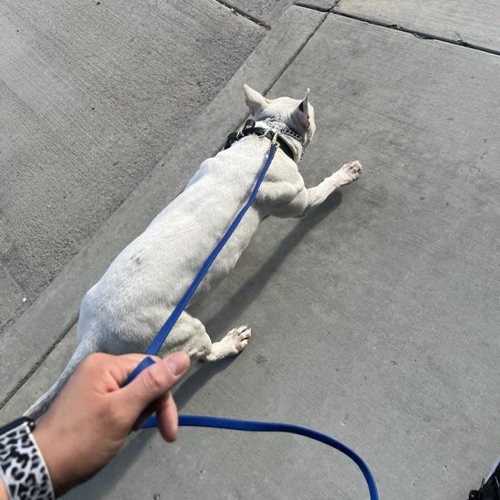 longe-pour-chien-chouette-blanc-bleu-chien