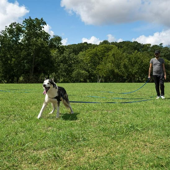 longe-pour-chien-chouette-cour-avec-sa-longe-bleu