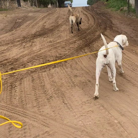 longe-pour-chien-chouette-marcher-jaune-chien