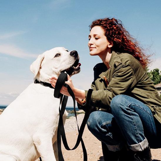 longe-pour-chien-dino-il-est-arreter-pour-caresses-avec-la-laisse-noir