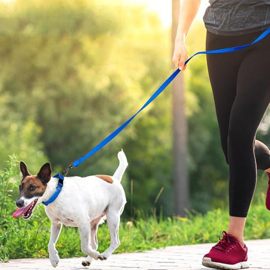 longe-pour-chien-dino-marcher-bleu-chien