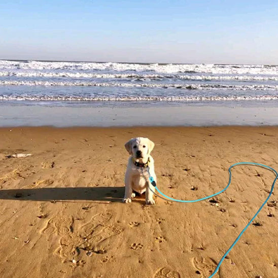 longe-pour-chien-mouk-assis-avec-laisse-bleu