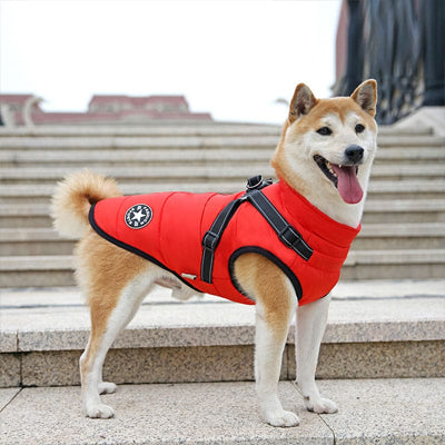 Manteau chien imperhiver rouge debout chien
