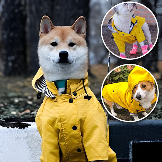 manteau-chientrois-petits-chiens-jaune