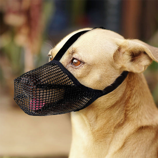 museliere-canyour-assis-noir-beige-chien