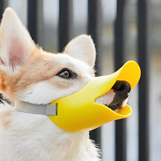 museliere-canzel-blanc-jaune-assis-chien