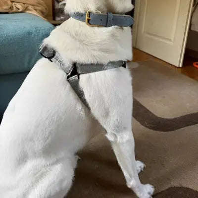 zippy-optimized:cmpvhgdqs0fowku2vnknpe6rd